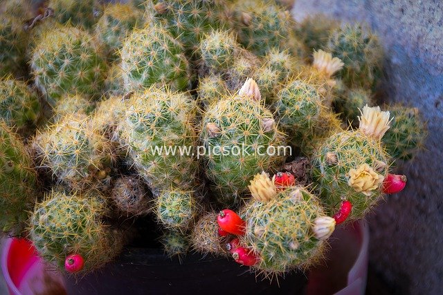 多株带花红果的仙人掌盆栽特写