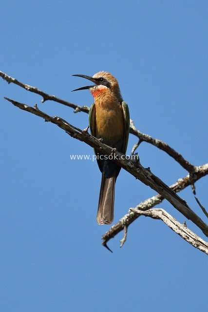 White-fronted Bee-eater Perched on a Branch: Close-up of a Bird Under the Blue Sky