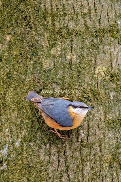 欧亚鳾栖息树皮 自然野生动物摄影图