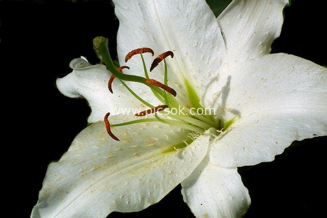 白色百合绽放特写 清新自然花卉素材