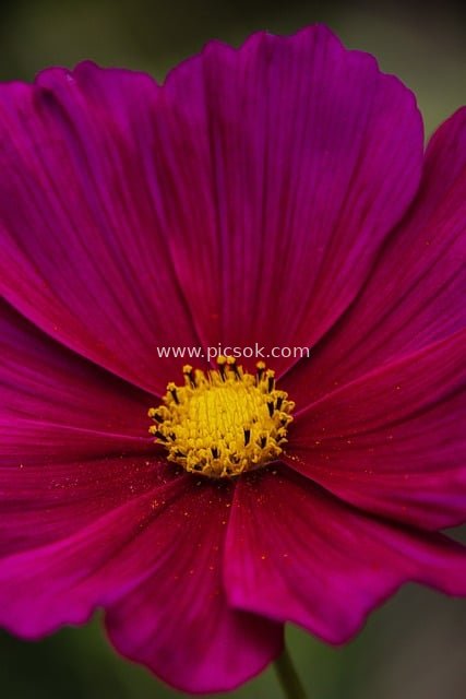 Close-Up of Deep Magenta Flower: Beauty of Natural Bloom