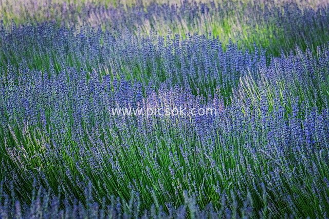 夏日紫色薰衣草花田 自然芬芳美景
