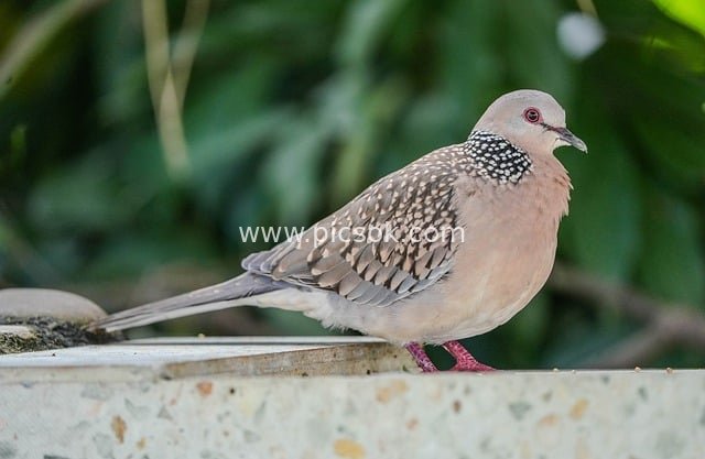 Close-up of a Turtle Dove: A Peaceful Bird Perched in Nature