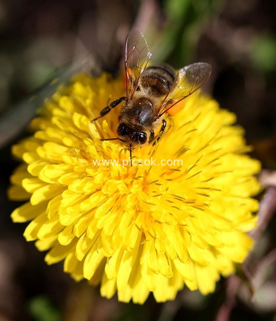 Close-up of a Hardworking Bee Collecting Nectar on a Yellow Dandelion