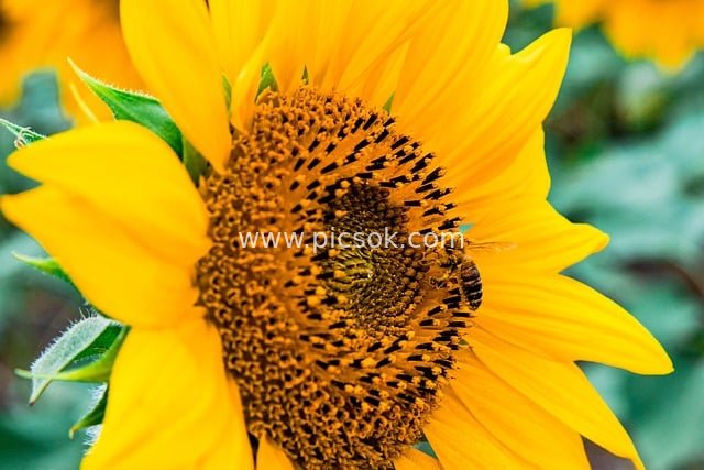 秋日向日葵上的采蜜蜂 金黄自然生机画面