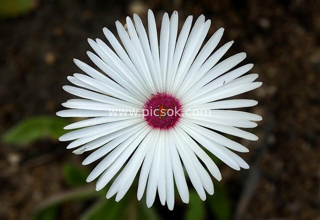 Close-up of White Ice Plant Flower - Fresh Natural Floral Material