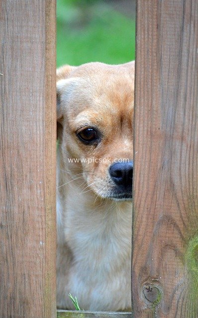A Cute Puppy Peering Curiously Through a Wooden Fence