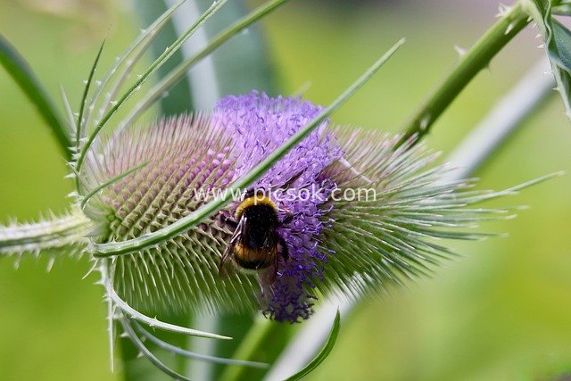 Bumblebee Pollinating Purple Spiny Flower – Close-Up of Insect in Natural Ecosystem