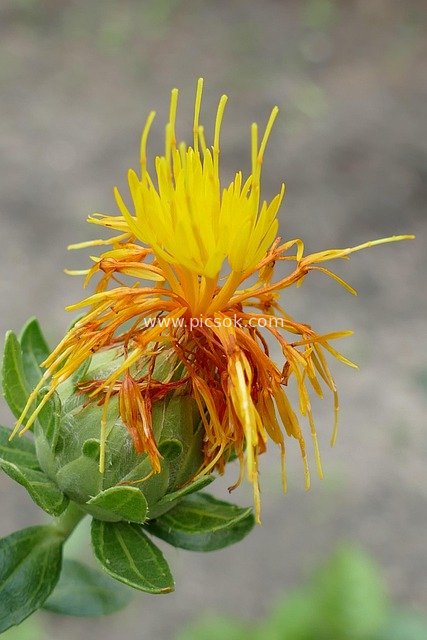 红花（Carthamus tinctorius）黄色花朵特写