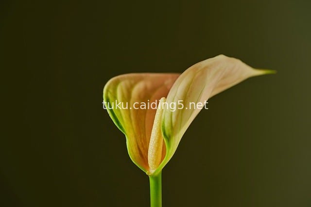 火鹤花（红掌）柔美绽放 深绿背景静物摄影