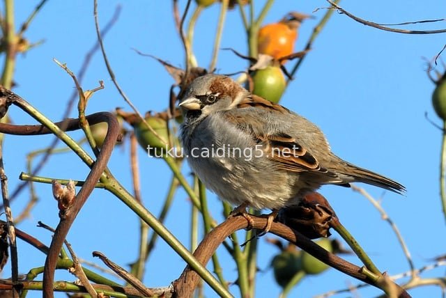 冬日麻雀静栖带刺枝头 蓝天映衬自然野趣