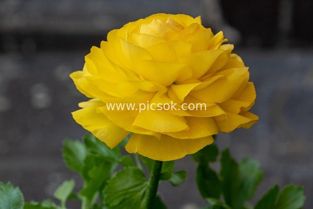 黄色洋牡丹绽放特写 鲜艳花卉自然美景