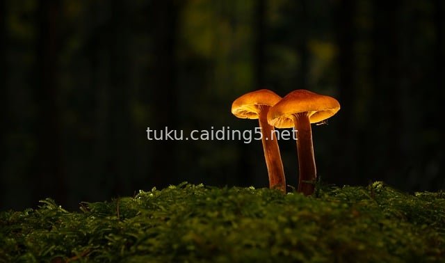 幽暗森林苔藓上的野生橙蘑菇特写