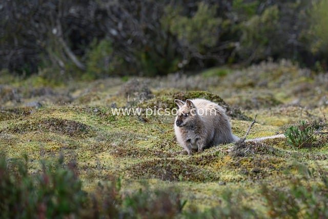 Bennett's Wallaby in the Wild at Cradle Mountain, Tasmania
