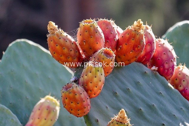 红橙刺梨仙人掌果实 自然鲜活的沙漠植物