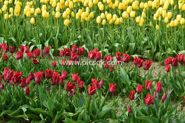 Red and Yellow Tulip Fields in Skagit Valley