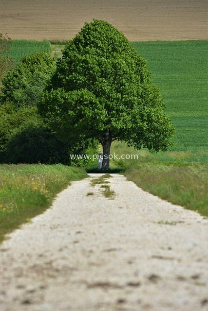 Natural Pastoral Scenery Material: Rural Gravel Road, Green Trees & Fields