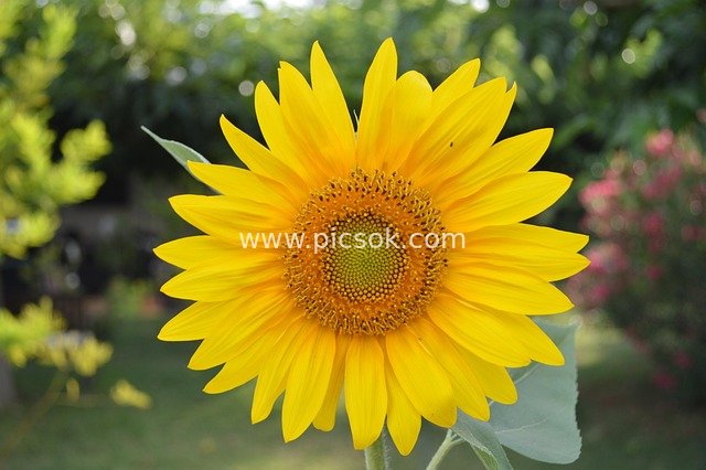 Blooming Golden Sunflower: Outdoor Natural Flower Photography Material