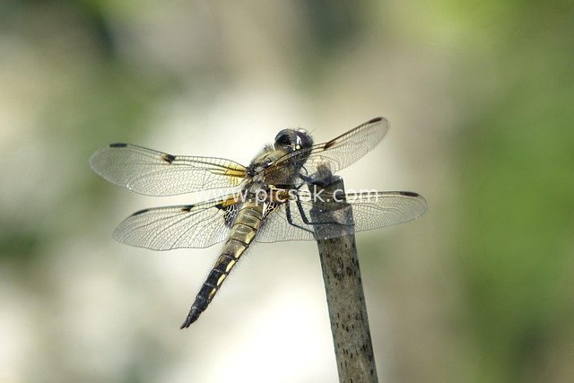 Close-up of Four-spotted Skimmer: Resting in Natural Setting with Transparent Wings