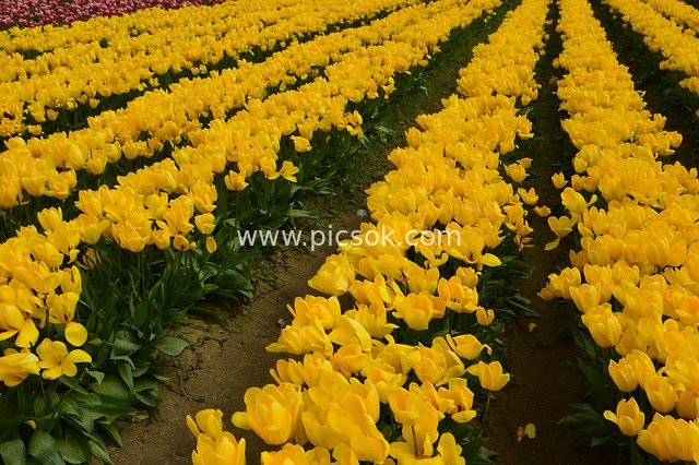 Yellow Tulip Fields at Mount Vernon, Skagit Valley
