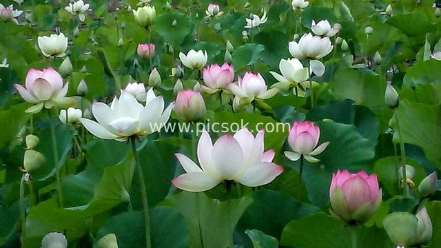 Lotus Flowers in Full Bloom at Echo Park Lotus Pond - Fresh Summer Natural Beauty