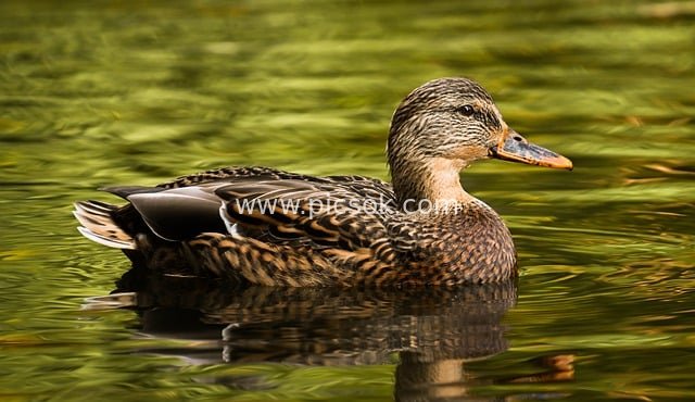 水面游弋的雌性绿头鸭 自然水鸟摄影素材