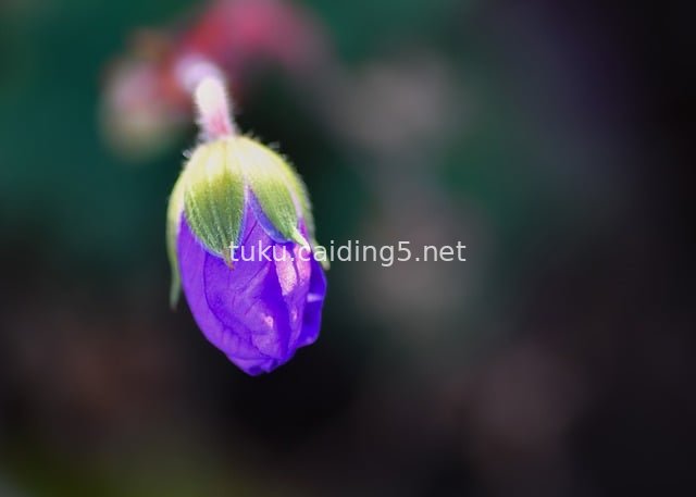 微距特写紫色天竺葵花苞 花园萌芽生机