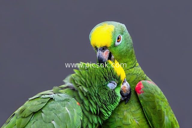 Affectionate Preening of Yellow-crowned Amazon Parrot Couple – Bird Photography Material