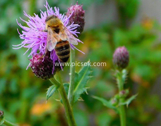 Macro Shot of a Bee Collecting Nectar: Diligent Figure on Purple Wildflowers