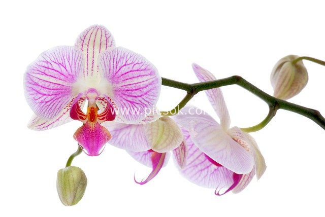 粉色蝴蝶兰特写 盛开与花苞的唯美花卉图