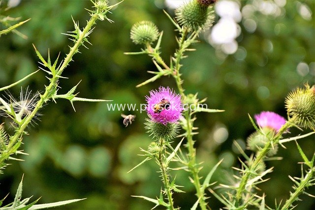 夏日带刺花丛中蜜蜂采蜜与飞翔特写