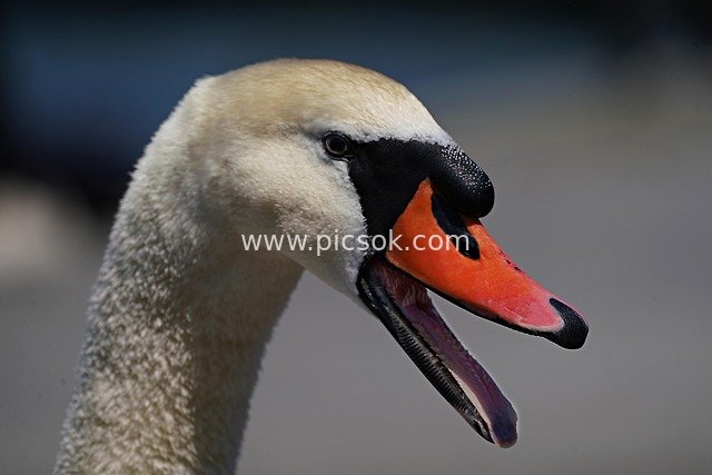 Close-Up of a White Swan: Portrait of an Elegant Waterfowl with an Open Orange-and-Black Bill