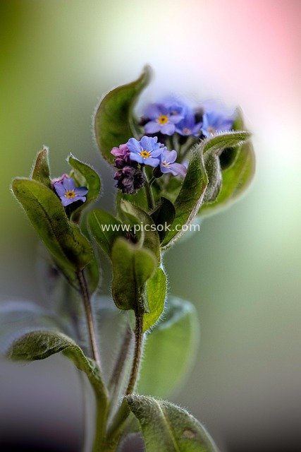 Macro Close-up of Blue Forget-Me-Not Flowers in Spring - Nature Plant Photography