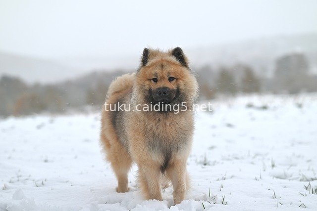 雪地中可爱欧亚犬 蓬松毛发犬类动物素材