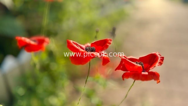 红色罂粟花 自然花卉背景 高清壁纸素材