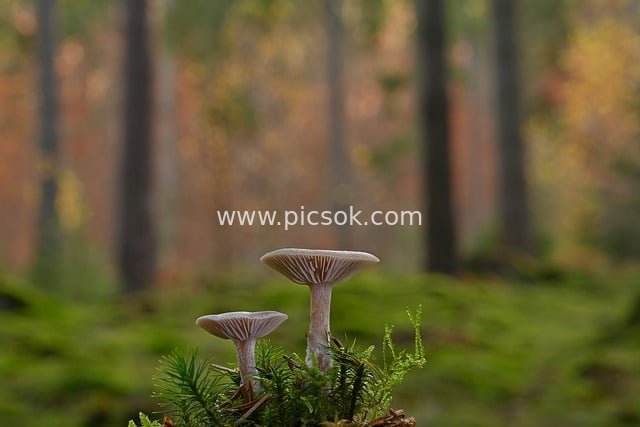 秋日森林苔藓间的蘑菇特写自然景观