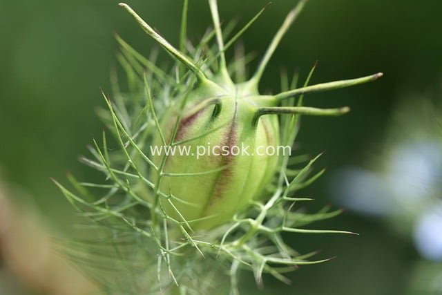 Close-up of Nigella damascena Seed Pods (Green Spiny Plant Fruit)