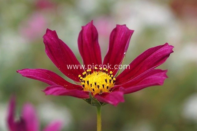 Close-up of Deep Magenta Cosmos Flower - Natural Flower Photography Material