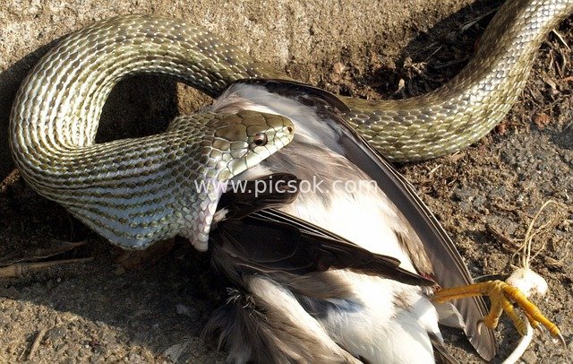Snake Preying on a Bird: A Natural Survival Scene Illustrating the Law of the Jungle