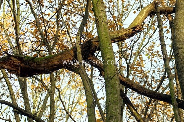 landscape, trees, forest, tree, inverted, moss green, leaves, colors, the autumn, the nature