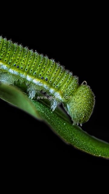 绿色毛毛虫微距特写 自然昆虫生态摄影