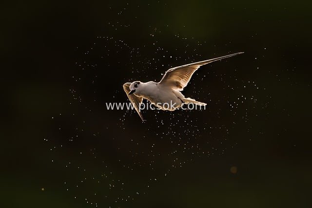 White Waterbird Taking Flight in the Dark Night | Nature Wildlife Photography