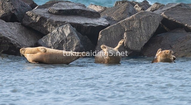 北海灰海豹戏水 岩石旁的海洋野生动物