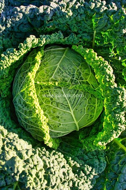 Fresh Organic Kale Cabbage - Close-up of Green Vegetable