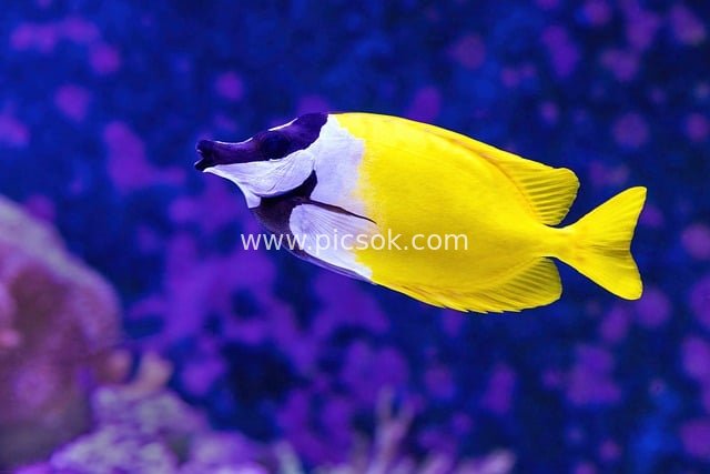 Graceful Movements of a Yellow Foxface Fish in a Purple Coral Reef Aquarium