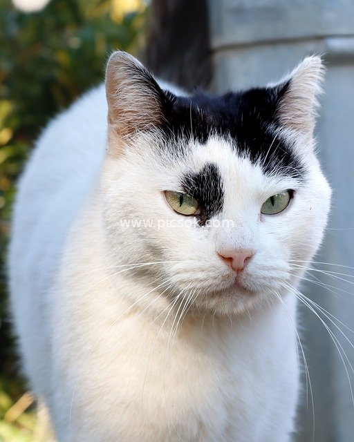 Photo of a Cute Black-and-White Calico Cat in Natural Outdoor Scene