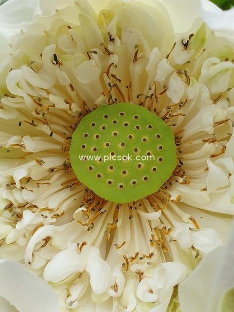 Close-Up of White Lotus with Green Seed Pod and Blooming Stamens (Natural Floral Material)