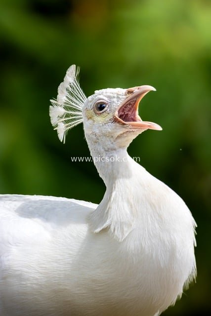 白孔雀头部特写 洁白羽毛灵动神态
