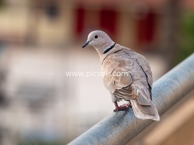 Spotted Dove Side-Gazing on Balcony Railing in the Early Morning