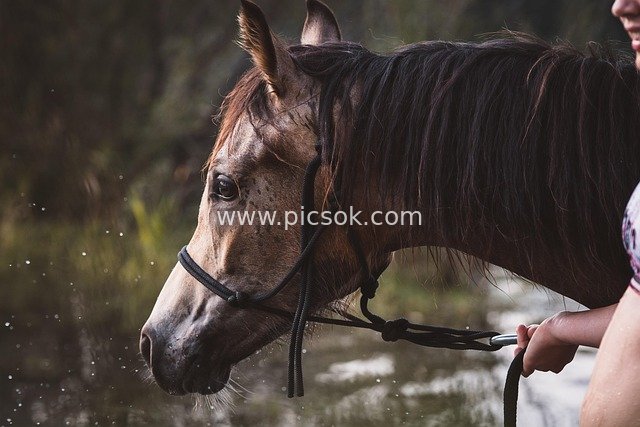 Horse by the Water with Rope Halter: Hand-Guided Natural Animal Scene